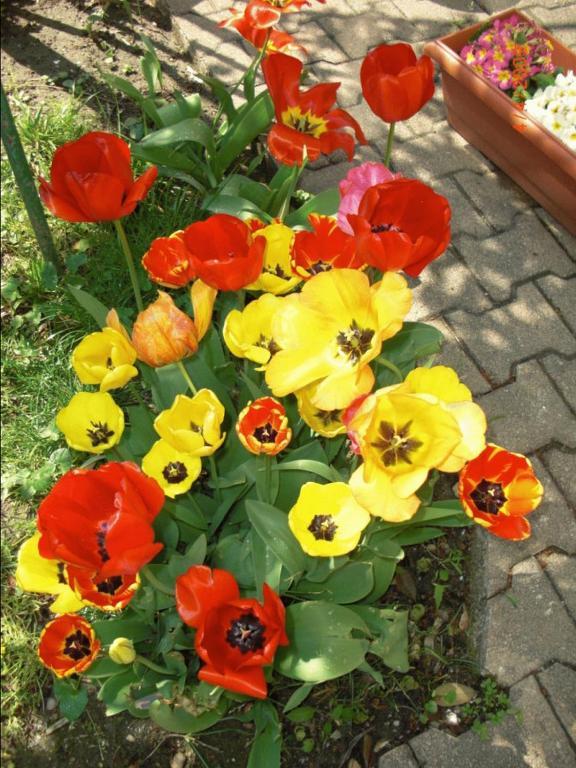 Au Saint Roch - Et Jardin 2*